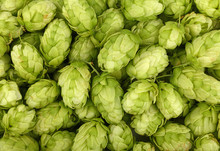 Close Up Background Of Fresh Green Beer Hops