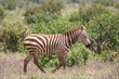 Zebra im Tsavo Ost Nationalpark