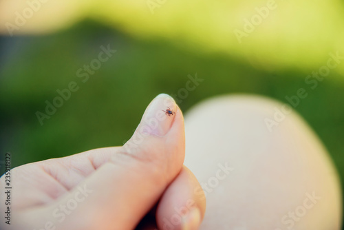 Tick crawling on finger. The concept of danger of tick bite.