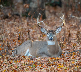 Canvas Print - White-tailed deer bedded down