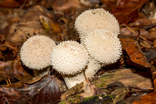 White Lycoperdon Perlatum On The Forest Floor