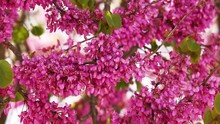 Bees On Judas Tree (Cercis Siliquastrum) With Pink Flowers