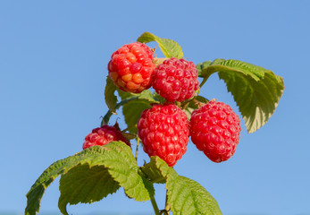 Canvas Print - Raspberry bush plant. Branch of ripe raspberries.