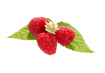 Poster - Raspberry bush plant. Branch of ripe raspberries.