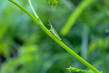 Wall Mural - Little grasshopper insect on leaf in forest.