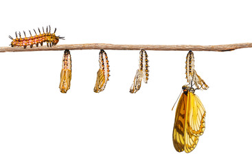 Wall Mural - Isolated transformation of yellow coster butterfly ( Acraea issoria ) from caterpillar and chrysalis hanging on twig