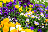 Pansy flowers are blommong in the garden