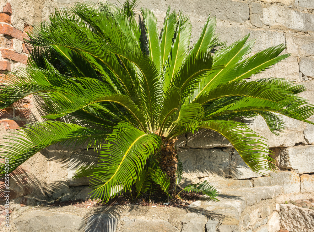 Sycas Tree Foto Full-grown tree Cycas revoluta also called sago palm, king sago ...