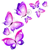 Fototapeta Motyle - beautiful pink butterflies, isolated  on a white