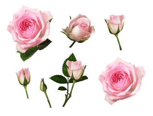 Wall Mural - set of pink rose flower and buds