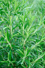 GROWING ROSEMARY