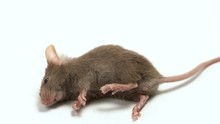 The Dead Mouse On White Background For Rat Die Animal Background Concept