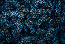 Overhead Napa Cabernet Grape Clusters