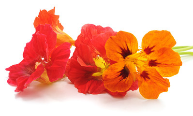 Canvas Print - Four red nasturtiums.