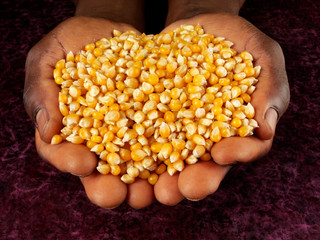 Canvas Print - MAN HOLDING CORN KERNELS