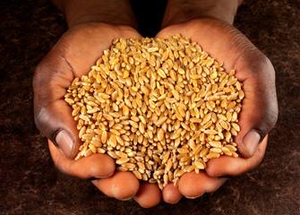 Wall Mural - MAN'S HANDS HOLDING WHEAT KERNELS