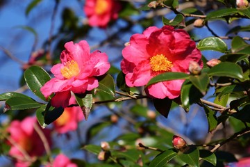 Wall Mural - camellia sasanqua flowers