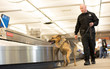 © Studio615 - K9 Police Dog sniffs airport luggage