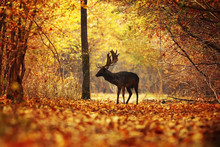 Deer Stag In Colorful Autumn Forest