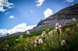 Wildflowers above Telluride Colorado