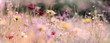 wildblumenwiese natur banner pastell