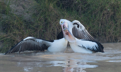 Two Australian pelicans fighting on Cooper creek, South Australia.