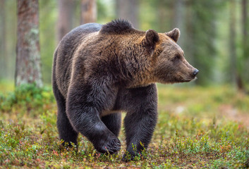 Wall Mural - Brown bear in the autumn forest.  Scientific name: Ursus arctos. Natural habitat.