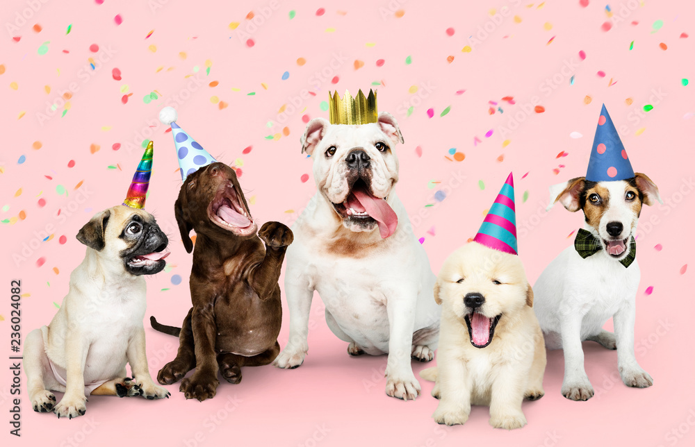 Group of puppies celebrating a new year - obrazy, fototapety, plakaty 