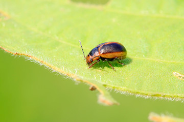 beetle on green leaf