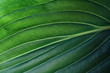 © Natalya Chumak - Tropical leaf close up. Ecological organic simple background