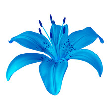 Flower Blue  Lily Isolated On White Background. Close-up. Element Of Design.