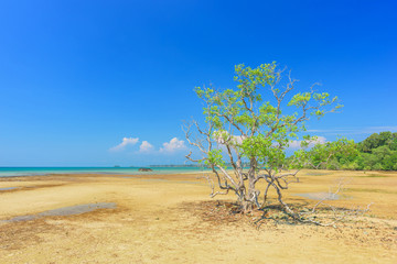 Wall Mural - Beautiful beach and tree