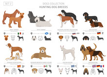 Hunting Dogs Collection Isolated On White. Flat Style. Different Color And Country Of Origin.