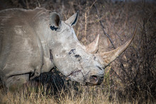 Close Up Of White Rhinoceros
