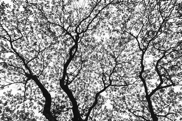  Black and White of nature branches of tree in the tropical forest abstract background.