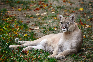 Wall Mural - Portrait of Beautiful Puma in autumn forest. American cougar - mountain lion, striking pose, scene in the woods, wildlife America