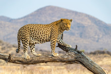The Leopard In Namibia