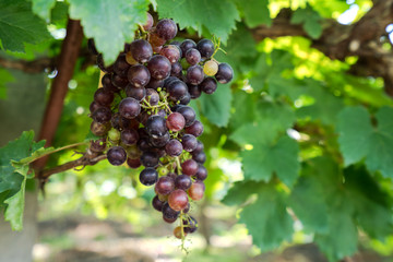 Wall Mural - Vineyard with ripe grapes in countryside, Purple grapes hang on the vine