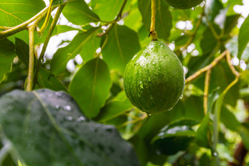 Wall Mural - Avocado fruit on the tree in avocado farm plantation.