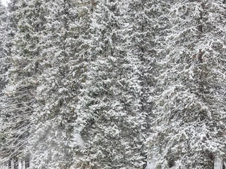 coniferous forest in the snow