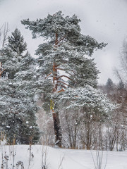 coniferous forest in the snow