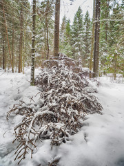 coniferous forest in the snow