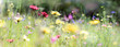 Leinwandbild Motiv wildblumenwiese natur banner pastell
