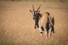 Eland Standing In Long Grass Looks Back
