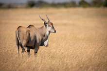 Eland Standing In Long Grass Looks Round