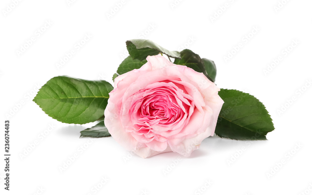 Beautiful pink rose on white background