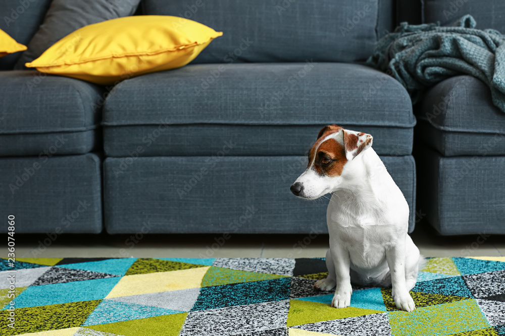 Cute Jack Russell terrier at home