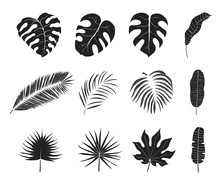 Hand Drawn Tropical Jungle  Leaves Silhouettes. Aralia, Monstera, Banana, Coconut, Palm Leaf. Botanical Icons. Vector Isolated Illustration.