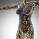 Fototapeta Na ścianę - Human limphatic system with bones in transparent body