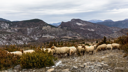 Wall Mural - Troupeau de mouton dans les Baronnies, en Provence